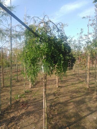 Styphnolobium jap. 'Pendula' = Sophora 10-12 Hoogstam wortelgoed - afbeelding 1