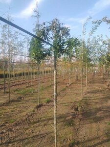 Styphnolobium jap. 'Pendula' = Sophora 8-10 Hoogstam wortelgoed - afbeelding 1