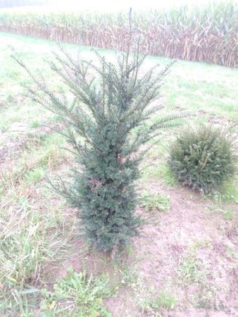 Taxus baccata 100-125 cm met kluit - afbeelding 10