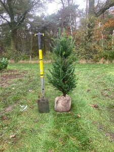 Taxus baccata 100-125 cm met kluit - afbeelding 19