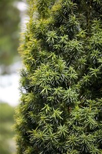 Taxus baccata 125-150 cm met kluit - afbeelding 10