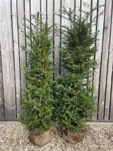 Taxus baccata 150-175 cm met kluit - afbeelding 2