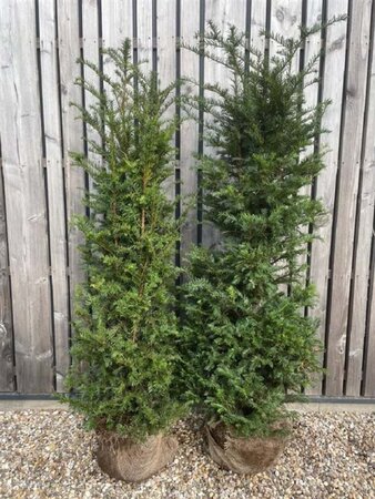 Taxus baccata 150-175 cm RB - image 2