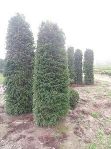 Taxus baccata 200-250 cm met kluit - afbeelding 6