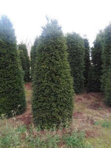 Taxus baccata 200-250 cm RB - image 7