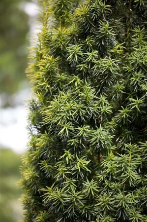 Taxus baccata 250-300 cm draadkluit - afbeelding 9