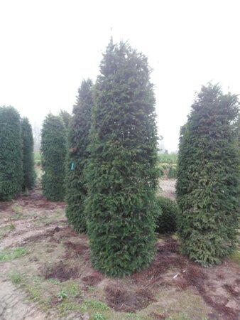 Taxus baccata 250-300 cm draadkluit - afbeelding 3