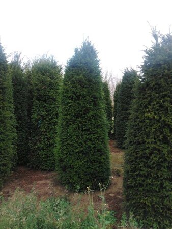 Taxus baccata 250-300 cm draadkluit - afbeelding 2