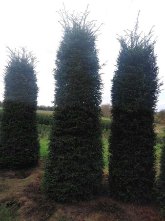 Taxus baccata 300-350 cm draadkluit - afbeelding 7