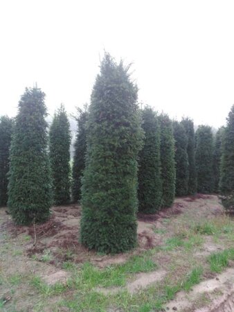 Taxus baccata 300-350 cm draadkluit - afbeelding 6