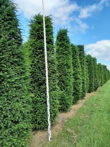 Taxus baccata 300-350 cm draadkluit - afbeelding 8