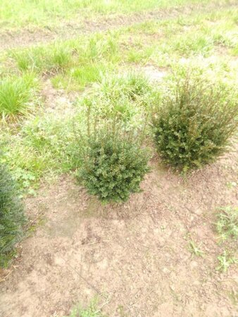 Taxus baccata 30 cm met kluit bol - afbeelding 6