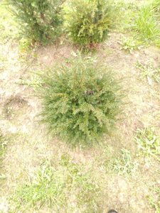 Taxus baccata 40 cm met kluit bol - afbeelding 6