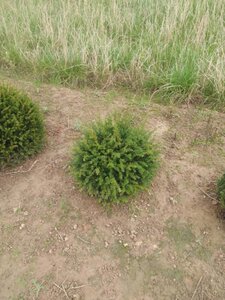 Taxus baccata 40 cm met kluit bol - afbeelding 7