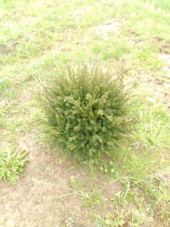 Taxus baccata 50 cm met kluit bol - afbeelding 6