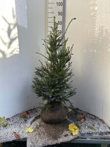 Taxus baccata 60-80 cm met kluit - afbeelding 5