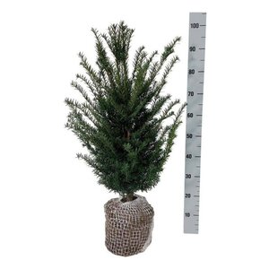 Taxus baccata 60-80 cm met kluit - afbeelding 16