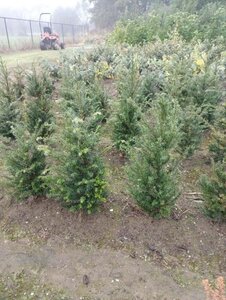 Taxus baccata 60-80 cm met kluit - afbeelding 25