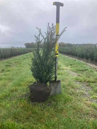 Taxus baccata 60-80 cm met kluit - afbeelding 12