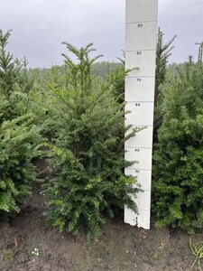 Taxus baccata 60-80 cm met kluit - afbeelding 22