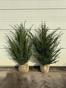 Taxus baccata 60-80 cm met kluit - afbeelding 3