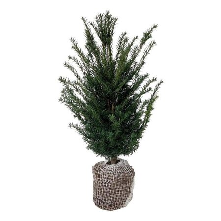 Taxus baccata 60-80 cm met kluit - afbeelding 15