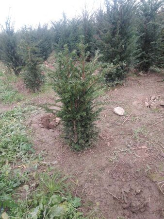 Taxus baccata 60-80 cm met kluit - afbeelding 38