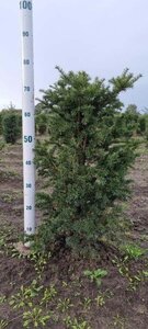 Taxus baccata 60-80 cm met kluit - afbeelding 30