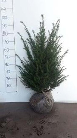 Taxus baccata 60-80 cm met kluit - afbeelding 10