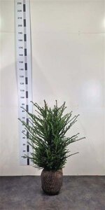 Taxus baccata 60-80 cm met kluit - afbeelding 2