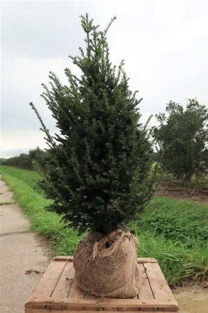 Taxus baccata 60-80 cm met kluit - afbeelding 19