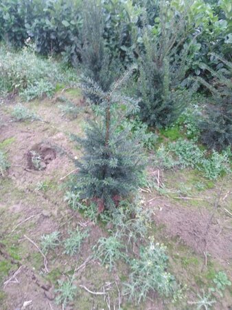 Taxus baccata 60-80 cm met kluit - afbeelding 39