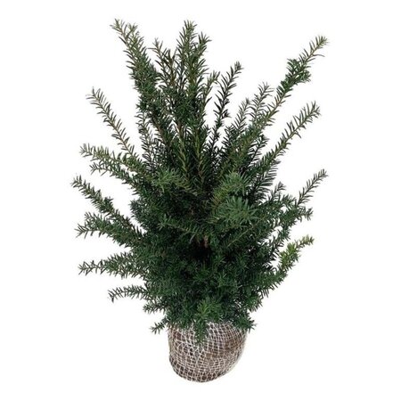 Taxus baccata 60-80 cm met kluit - afbeelding 14