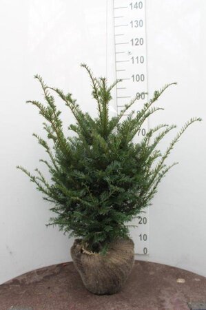 Taxus baccata 60-80 cm met kluit - afbeelding 23