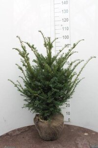 Taxus baccata 60-80 cm met kluit - afbeelding 23