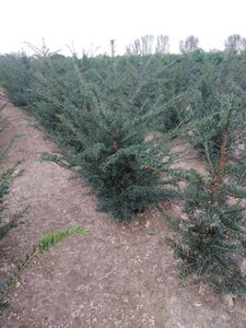 Taxus baccata 60-80 cm met kluit - afbeelding 18