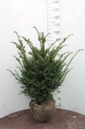 Taxus baccata 60-80 cm met kluit - afbeelding 17