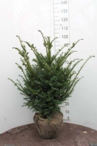 Taxus baccata 60-80 cm met kluit - afbeelding 17