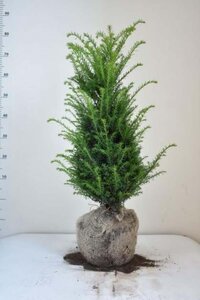 Taxus baccata 60-80 cm met kluit - afbeelding 11