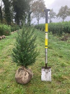 Taxus baccata 60-80 cm met kluit - afbeelding 40