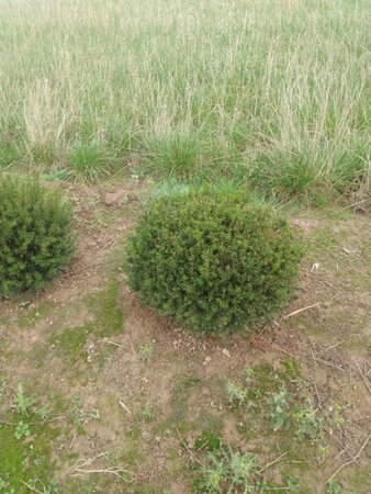 Taxus baccata 60 cm met kluit bol - afbeelding 1