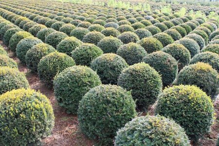 Taxus baccata 60 cm met kluit bol - afbeelding 2