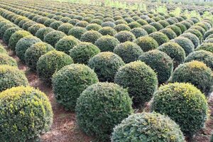 Taxus baccata 60 cm met kluit bol - afbeelding 2