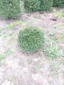 Taxus baccata 70 cm met kluit bol - afbeelding 6