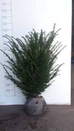 Taxus baccata 80-100 cm met kluit - afbeelding 2