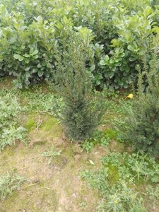 Taxus baccata 80-100 cm met kluit - afbeelding 5