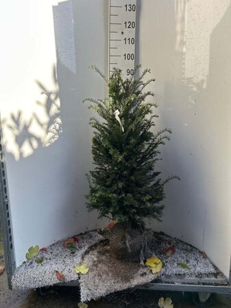 Taxus baccata 80-100 cm met kluit - afbeelding 7