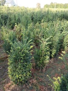 Taxus baccata 80-100 cm met kluit - afbeelding 20