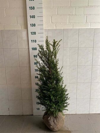 Taxus baccata 80-100 cm met kluit - afbeelding 35