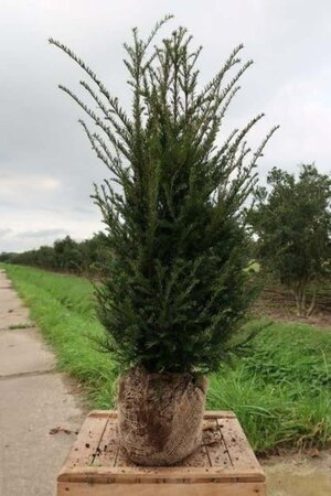 Taxus baccata 80-100 cm met kluit - afbeelding 21